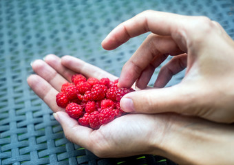 Handful of ripe raspberry filled in a female hand on table in the garden
