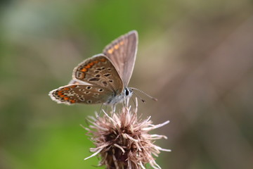  41/5000 Small insects in the grass, photo Czech Republic