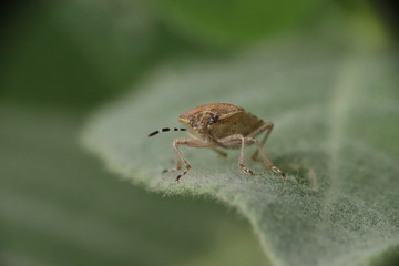 41/5000 Small insects in the grass, photo Czech Republic