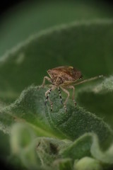  41/5000 Small insects in the grass, photo Czech Republic