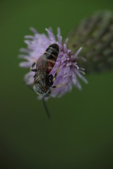 41/5000 Small insects in the grass, photo Czech Republic