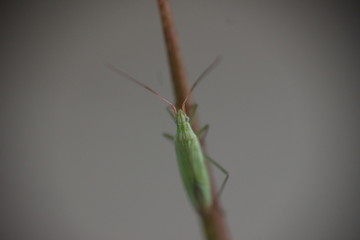  41/5000 Small insects in the grass, photo Czech Republic