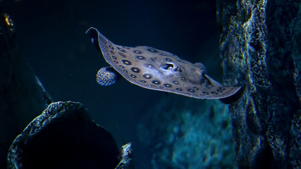 vie aquatique © Franck