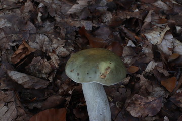 Mushrooms in the forest, photo Czech republic, Europe