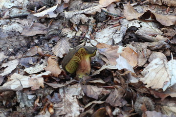 Mushrooms in the forest, photo Czech republic, Europe
