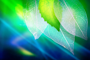 Obrazy na Szkle  Przezroczyste liście szkieletu i świeży soczysty młody zielony liść na makro zbliżenia tła zielonego i niebieskiego. Jasny ekspresyjny kolorowy piękny artystyczny obraz natury.