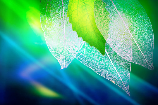 Transparent skeleton leaves and a fresh juicy young green leaf on green and blue background close-up macro. Bright expressive colorful beautiful artistic image of nature.