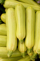 Green and fresh market zucchini