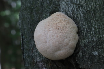 Mushrooms in the forest, photo Czech republic, Europe
