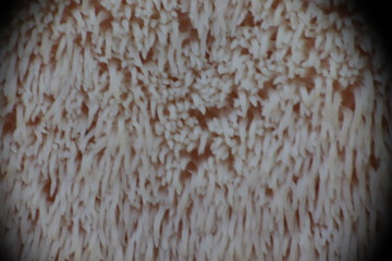 Mushrooms in the forest, photo Czech republic, Europe