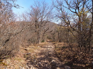 Path leading to the top of the mount Rachet in the Chartreuse mountain