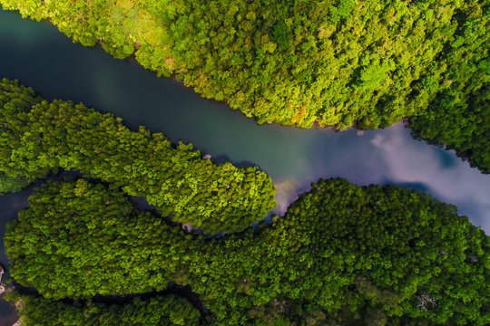 Aerial view of mangrove tropical rainforest with river from mountain to sea