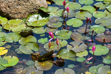 Fiore di Loto