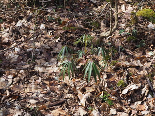  Forest in the Chartreuse mountain