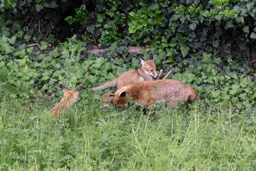 Fox cubs