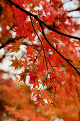 大田黒公園 真っ赤に色づいた紅葉