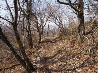 Path leading to the top of the mount Rachet in the Chartreuse mountain
