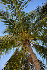 Fototapeta premium Palma di cocco 3