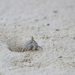 seychelles beach