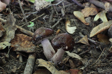 Mushrooms in the forest, photo Czech republic, Europe