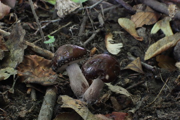 Mushrooms in the forest, photo Czech republic, Europe