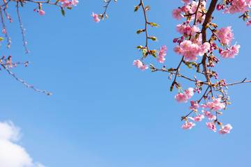 春の出会いと別れに花を添える、河津桜と澄んだ青空