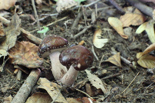 Mushrooms in the forest, photo Czech republic, Europe