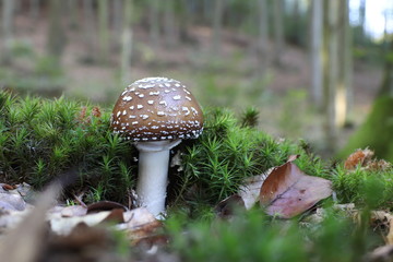 Mushrooms in the forest, photo Czech republic, Europe