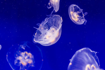Naklejka na ściany i meble Poisonous jellyfish in the mediterranean sea
