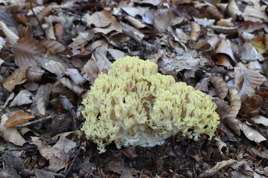 Mushrooms in the forest, photo Czech republic, Eurpúe