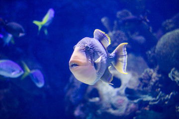 Beautiful tropical fish with teeth