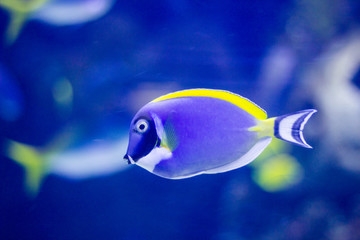 Fototapeta na wymiar Colorful tropical fish yellow and blue