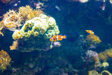 Small clownfish in a aquarium