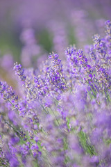 Obraz premium Lavender flowers and little butterfly on flower in a soft focus