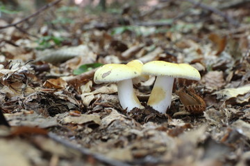 Mushrooms in the forest, photo Czech republic, Eurpúe