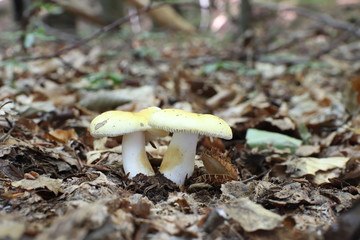 Mushrooms in the forest, photo Czech republic, Eurpúe