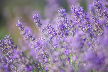 Fototapeta premium Lavender bushes closeup on sunset. Sunset gleam over purple flowers of lavender