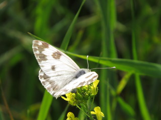 butterfly and flower