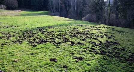 Dégâts causés par les sangliers