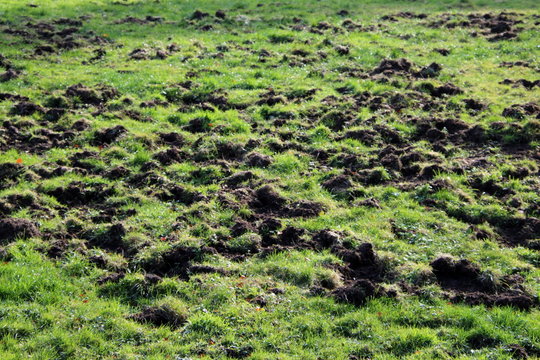 D&eacute;g&acirc;ts caus&eacute;s par les sangliers