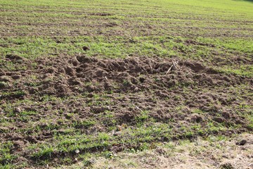 Dégâts causés par les sangliers