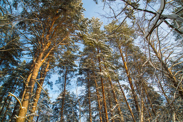 the tops of the pines against the blue sky