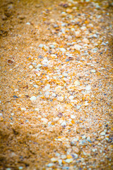 seashells and sand on the beach