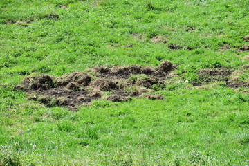 Dégâts causés par les sangliers