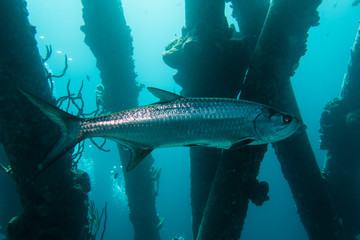 A single Atlantic Tarpon (megalops atlanticus) swimming below the pillars of the Salt Pier on the tropical island Bonaire in the Caribbean