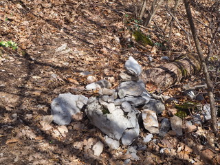 Forest in the Chartreuse mountain
