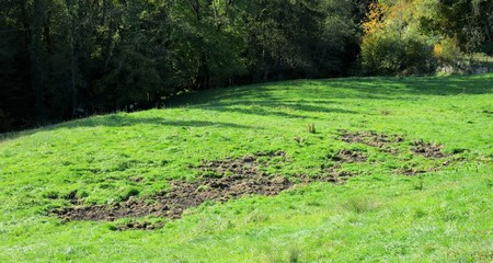 D&eacute;g&acirc;ts caus&eacute;s par les sangliers