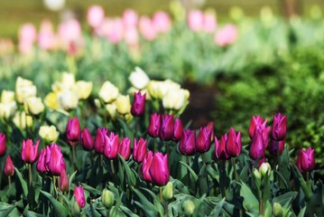 Tulips will give you a feeling of spring.