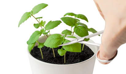 Basil (Ocimum basilicum), Great Basil or Saint-Joseph's-wort in flower pot. Hand of man picking leaves from plant against white background. Scissor cutting fresh culinary herbs. Gardening concept