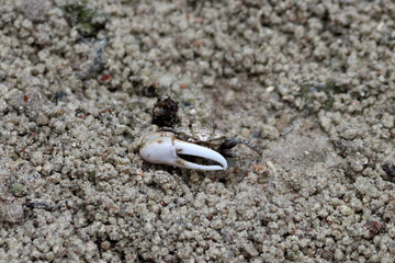 crab mangrove